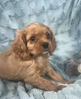 Kirby, a male Cavalier King Charles Spaniel for sale in Gallatin, MO – 9 of 10