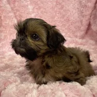 Bubbles/ imperial, a female Shih Tzu for sale in Gallatin, MO – 5 of 10