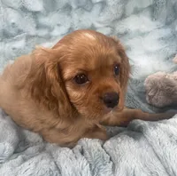 Kirby, a male Cavalier King Charles Spaniel for sale in Gallatin, MO – 10 of 10