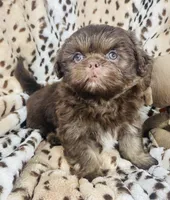Jax, a male Shih Tzu for sale in Gallatin, MO – 8 of 9