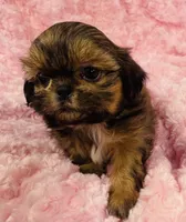 Spice, a female Shih Tzu for sale in Gallatin, MO – 4 of 9