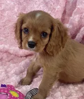 Glitter , a female Cavalier King Charles Spaniel for sale in Gallatin, MO – 5 of 10
