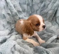 Sig, a male Cavalier King Charles Spaniel for sale in Gallatin, MO – Photo 2 of 10