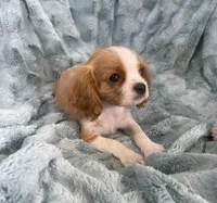 Sig, a male Cavalier King Charles Spaniel for sale in Gallatin, MO – Photo 3 of 10