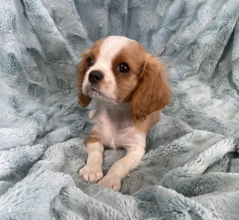 Sig – Cavalier King Charles Spaniel puppy for sale in Gallatin, MO