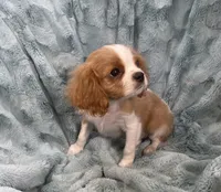 Sig, a male Cavalier King Charles Spaniel for sale in Gallatin, MO – Photo 9 of 10