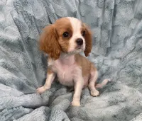 Sig, a male Cavalier King Charles Spaniel for sale in Gallatin, MO – Photo 6 of 10