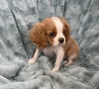 Sig, a male Cavalier King Charles Spaniel for sale in Gallatin, MO – Photo 10 of 10