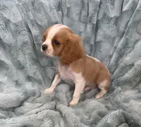 Sig, a male Cavalier King Charles Spaniel for sale in Gallatin, MO – Photo 7 of 10