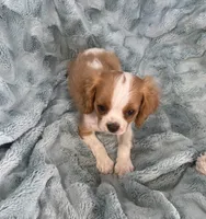 Sig, a male Cavalier King Charles Spaniel for sale in Gallatin, MO – Photo 4 of 10