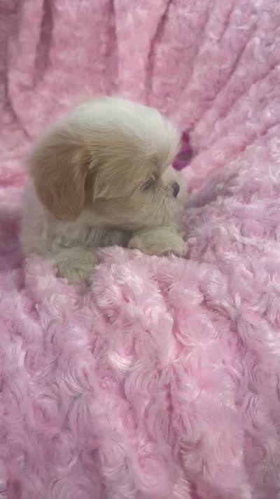 Daisy, a female Shih Tzu for sale in Gallatin, MO – 8 of 9
