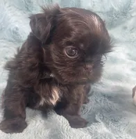 Ian / imperial, a male Shih Tzu for sale in Gallatin, MO – 2 of 8