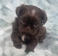 Ian / imperial, a male Shih Tzu for sale in Gallatin, MO – 7 of 8