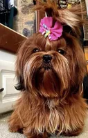 Flower🌸, a female Shih Tzu for sale in Gallatin, MO – 9 of 10