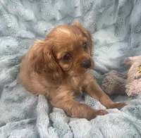 Kirby, a male Cavalier King Charles Spaniel for sale in Gallatin, MO – 3 of 10
