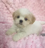 Daisy, a female Shih Tzu for sale in Gallatin, MO – 4 of 9