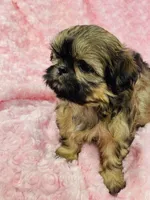 Faith, a female Shih Tzu for sale in Gallatin, MO – 3 of 9