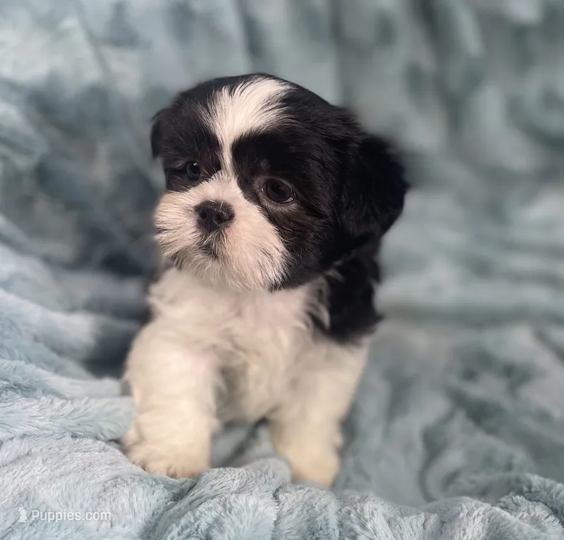 Tux  – Shih Tzu puppy for sale in Gallatin, MO