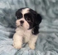 Tux , a male Shih Tzu for sale in Gallatin, MO – 5 of 9