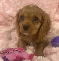 Sparkle , a female Cavalier King Charles Spaniel for sale in Gallatin, MO – 6 of 8