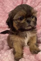 Spice, a female Shih Tzu for sale in Gallatin, MO – 6 of 9