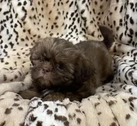Winston, a male Shih Tzu for sale in Gallatin, MO – 7 of 10