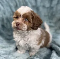 Copper, a male Shih Tzu and Poodle - Toy  for sale in Gallatin, MO – 4 of 10