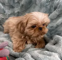 Willy / small , a male Shih Tzu for sale in Gallatin, MO – 6 of 8