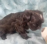 Ian / imperial, a male Shih Tzu for sale in Gallatin, MO – 6 of 8