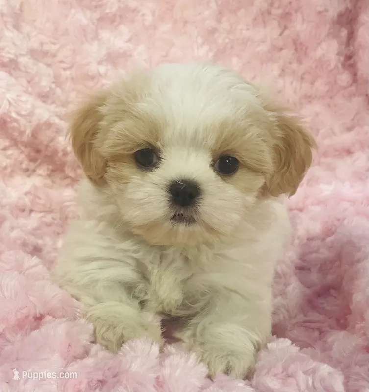 Daisy – Shih Tzu puppy for sale in Gallatin, MO