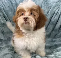 Spencer, a male Shih Tzu and Poodle - Toy  for sale in Gallatin, MO – 9 of 10