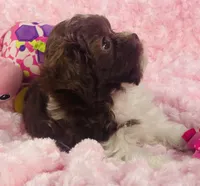 Misty, a female Shih Tzu and Poodle - Toy  for sale in Gallatin, MO – 7 of 10