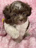 Misty, a female Shih Tzu and Poodle - Toy  for sale in Gallatin, MO – 6 of 10
