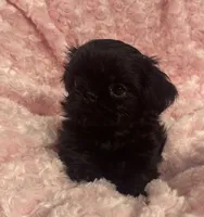 Beauty / imperial/ solid black, a female Shih Tzu for sale in Gallatin, MO – 6 of 7