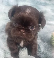 Ian / imperial, a male Shih Tzu for sale in Gallatin, MO – 8 of 8