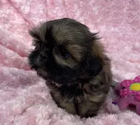Rosie, a female Shih Tzu for sale in Gallatin, MO – 5 of 7