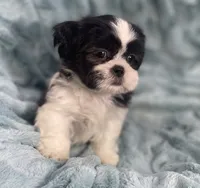 Tux , a male Shih Tzu for sale in Gallatin, MO – 6 of 9