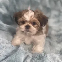 Jasper, a male Shih Tzu for sale in Gallatin, MO – 10 of 10