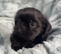 Jet / solid black, a male Shih Tzu for sale in Gallatin, MO – 6 of 10