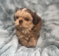 Ivan, a male Shih Tzu for sale in Gallatin, MO – 1 of 1