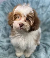 Spencer, a male Shih Tzu and Poodle - Toy  for sale in Gallatin, MO – 6 of 10