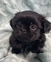 Jet / solid black, a male Shih Tzu for sale in Gallatin, MO – 5 of 10