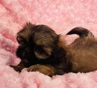 Rosie, a female Shih Tzu for sale in Gallatin, MO – 3 of 7