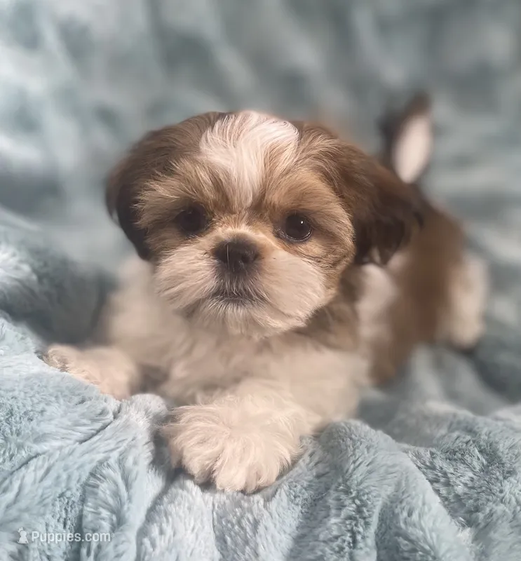 Jasper – Shih Tzu puppy for sale in Gallatin, MO