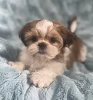 Jasper, a male Shih Tzu for sale in Gallatin, MO – 1 of 10
