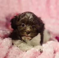 Misty, a female Shih Tzu and Poodle - Toy  for sale in Gallatin, MO – 8 of 10