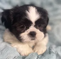 Tux , a male Shih Tzu for sale in Gallatin, MO – 7 of 9