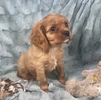 Kirby, a male Cavalier King Charles Spaniel for sale in Gallatin, MO – 4 of 10