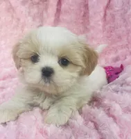 Daisy, a female Shih Tzu for sale in Gallatin, MO – 2 of 9