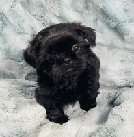 Jet / solid black, a male Shih Tzu for sale in Gallatin, MO – 2 of 10